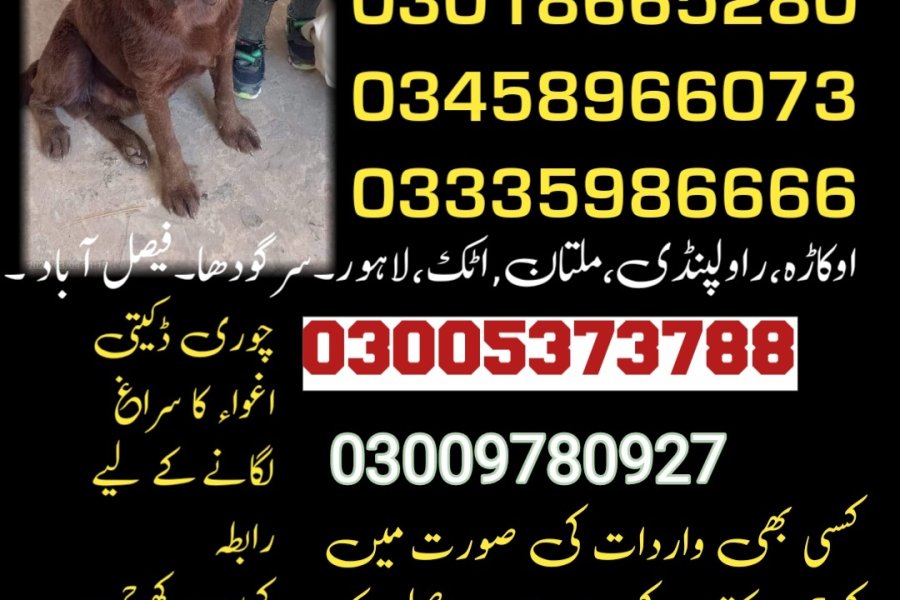 Army Dog Center Faisalabad 03018665280(khoji dog)