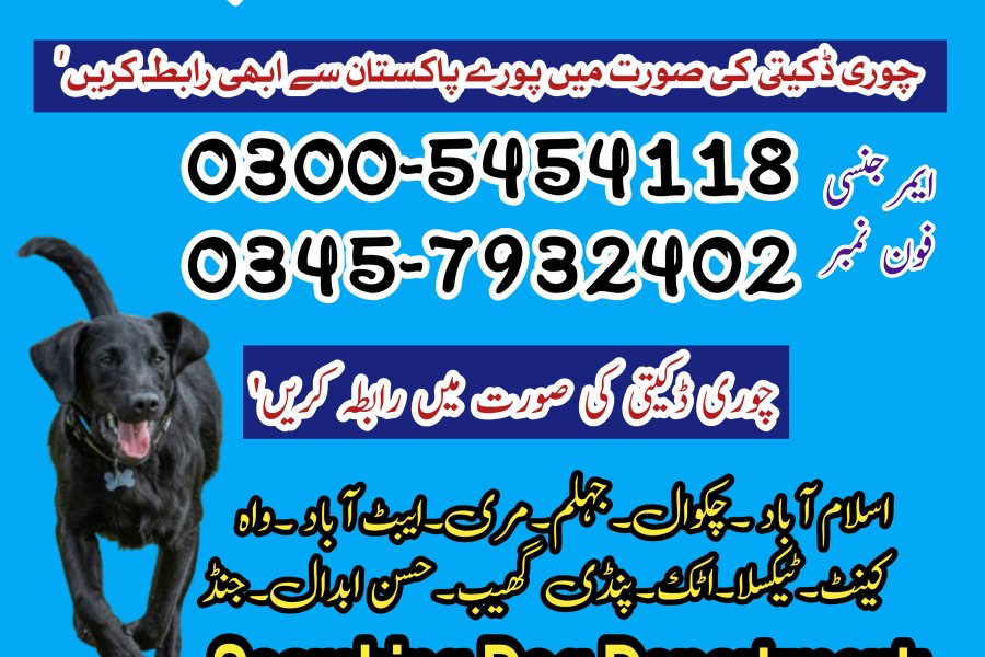 Khoji Dog Center Kharian #03016336959 ! Khoji kutta Kharian, Gujrat