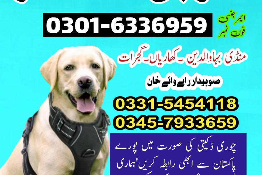 Khoji Dog Center Mandi Bahauddin 03016336959 #khojikutty