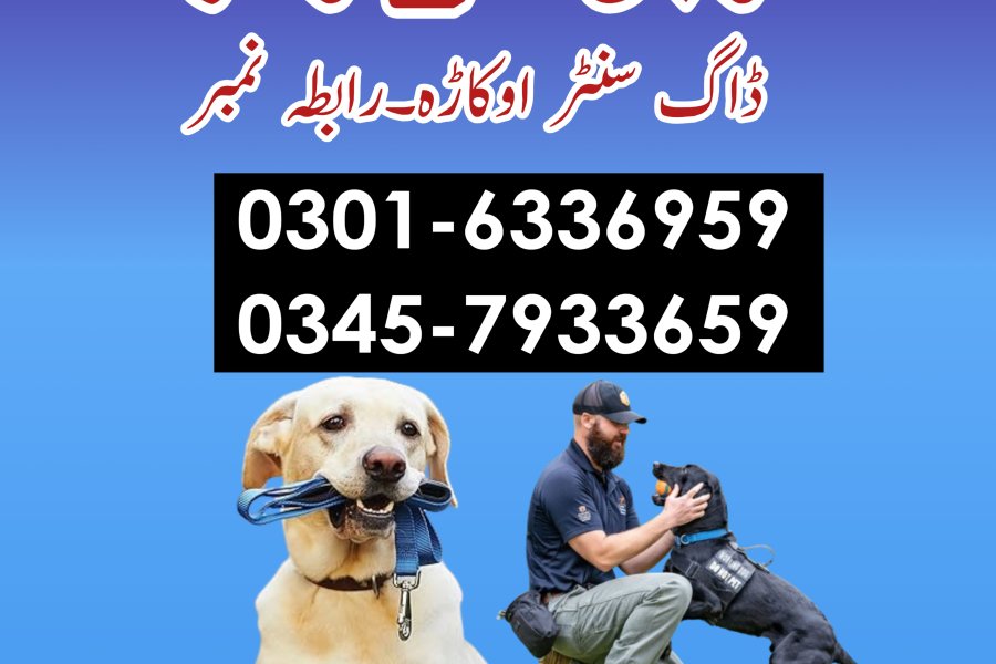 Khoji Dog Center Gujranwala 03005454118 ! Khoji kutta Lahore, Sialkot