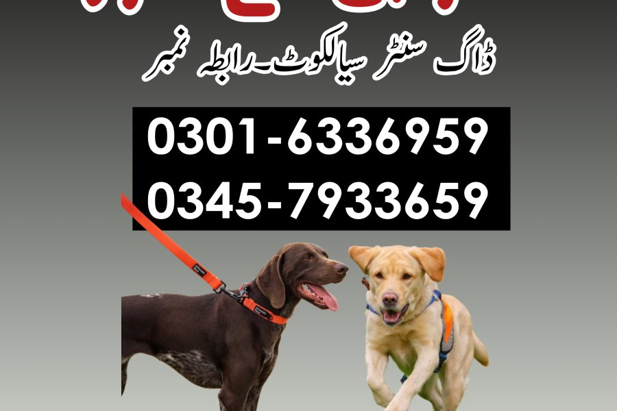 کھوجی ڈاگ سنٹر لاہور #03016336959 • کھوجی کٹہ • سیالکوٹ • نارووال