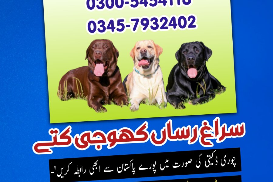 Khoji Dog Center Chiniot, Jhang,03005454118