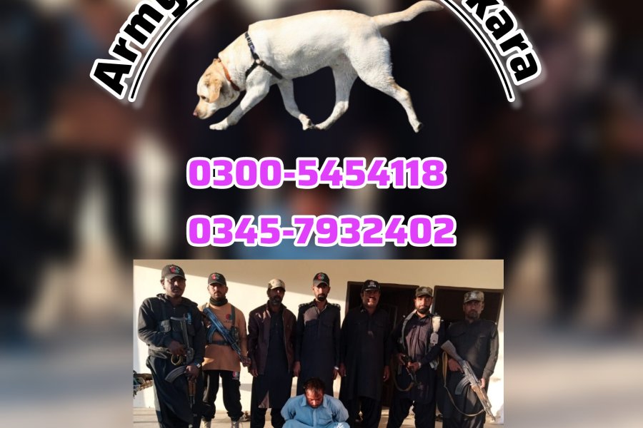 کھوجی ڈاگ سنٹر فیصل آباد • 03005454118 • کھوجی کٹی • چنیوٹ • کارہ