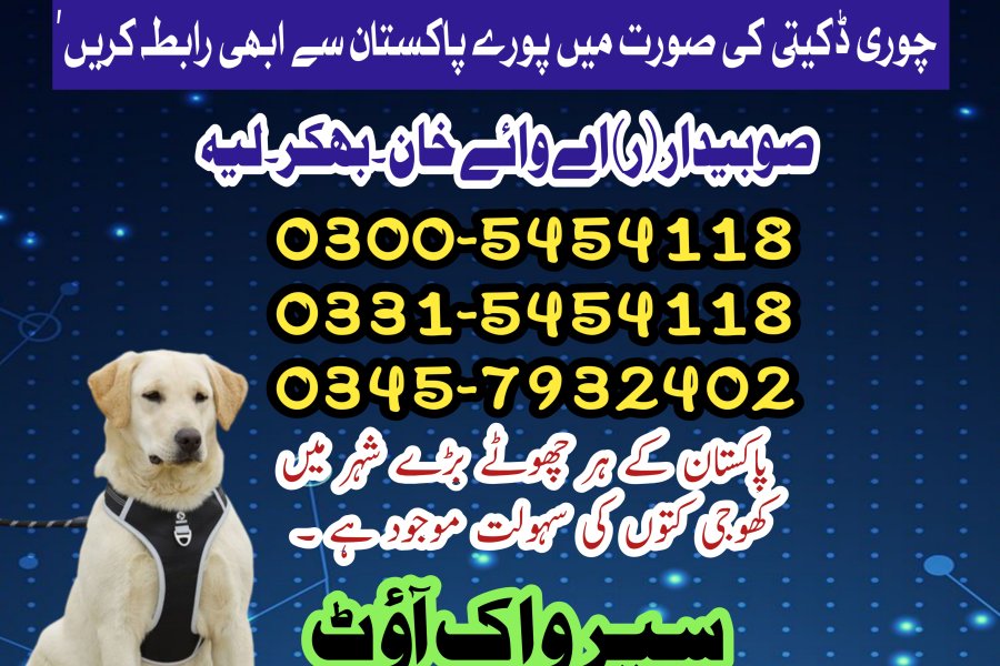 Khoji Dog Center Mianwali #03005454118 | Khoji kutta Mianwali