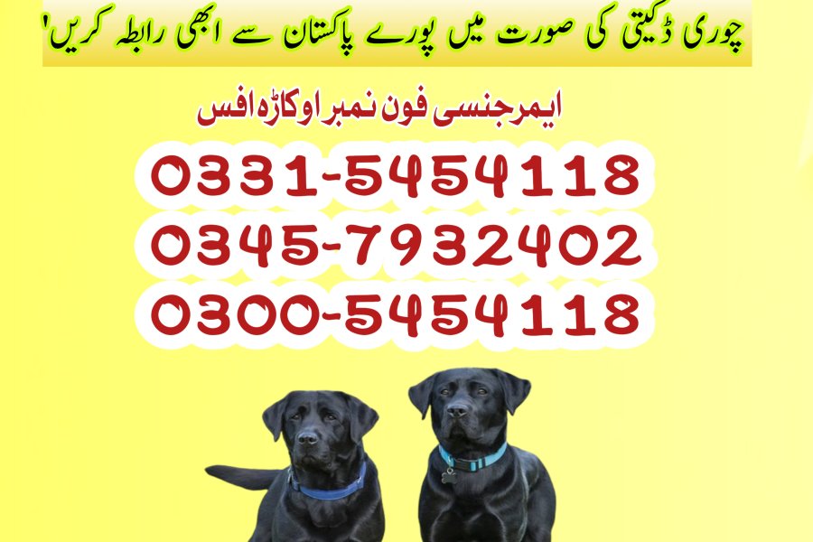 کھوجی ڈاگ سنٹر، خوشاب، جوہرآباد 03005454118! سرگودھا تلاش کے نتائج
