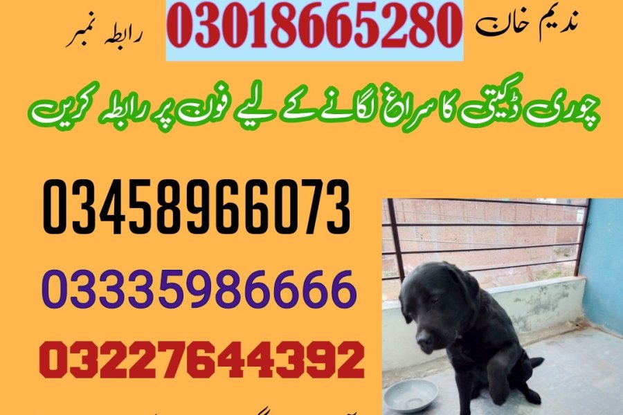 آرمی کھوجی ڈاگ سینٹر گجرات 03005373788 (خوجی کتے)