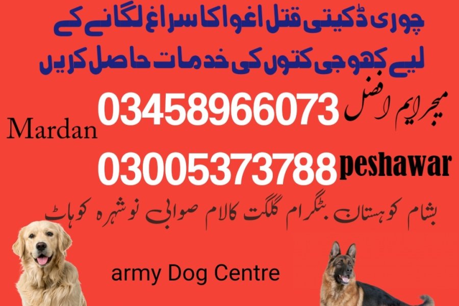 آرمی ڈاگ سنٹر چارسدہ 03009195279 کھوجی کتا