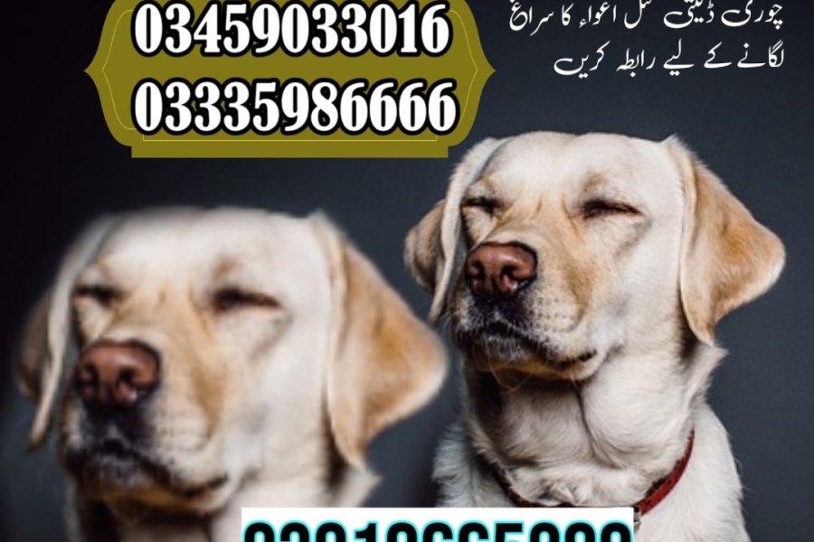 Army Dog Center Gujranwala 03458966073(khoji kuttay)