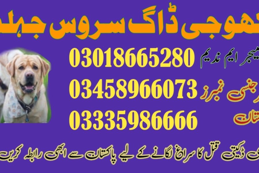 Khoji dog center talagang 03018665280(khoji kuttay)