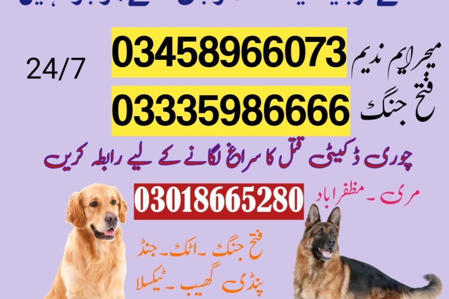 Army Dog Center Fateh Jang 03459033016 jand City