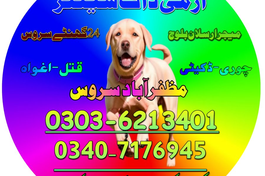 Army Dog In Dera Ghazi Khan 03036213401 | Khoji Dog In Dera Ghazi Khan