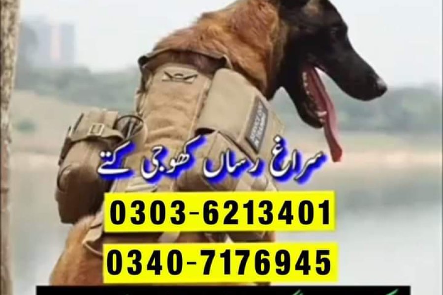 Army Dog In Narowal 03036213401 | Khoji Dog In Narowal | Khoji Kutta