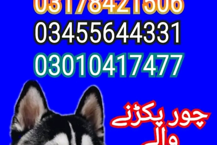 Army dog center sialkot 03010417477