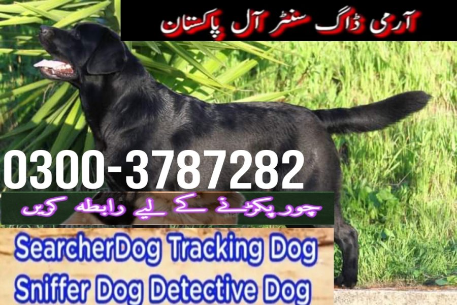 Army Dog Center Whacantt Taxila 03003787282