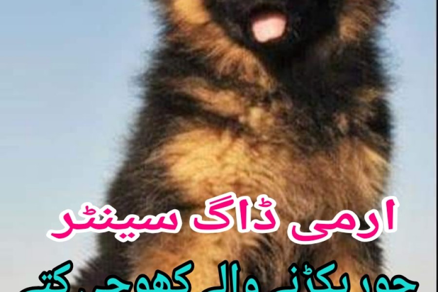 Army Dog Center Attack 0304-0763736