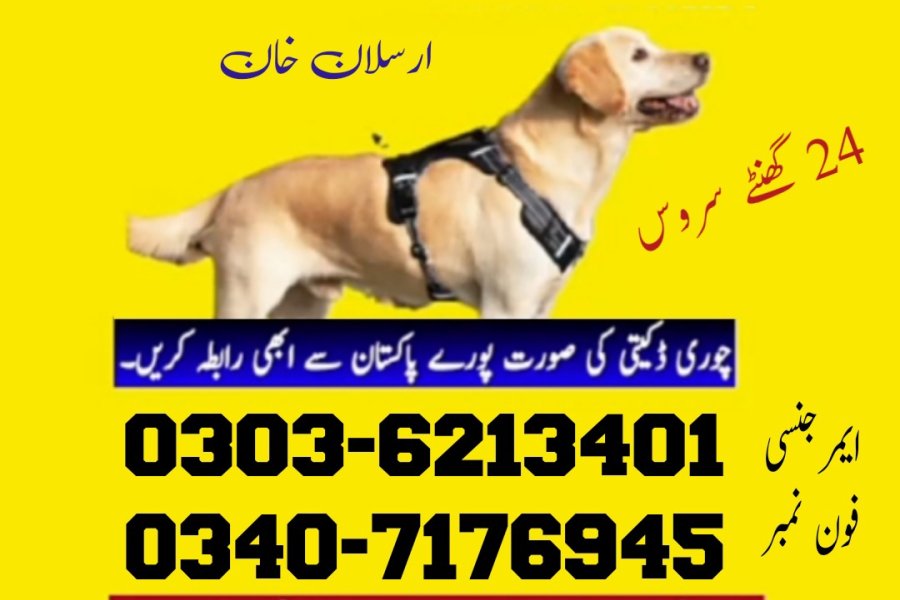 سیالکوٹ میں آرمی کتا 03036213401 | سیالکوٹ میں کھوجی کتا کتا تلاش کریں۔