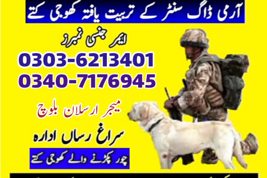 Army Dog In Nankanashaib 03036213401 | Khoji Dog In Nankanashaib |