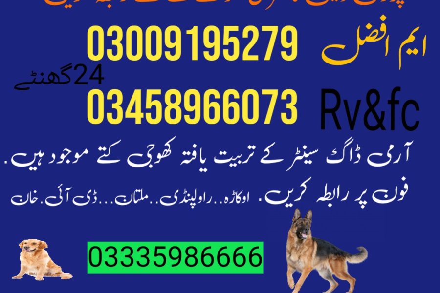 Army dog centre bhakkar 03009195279 khoji dog center bhakkar
