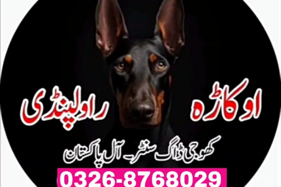 آرمی ڈاگ سنٹر جھنگ 0340-4081110