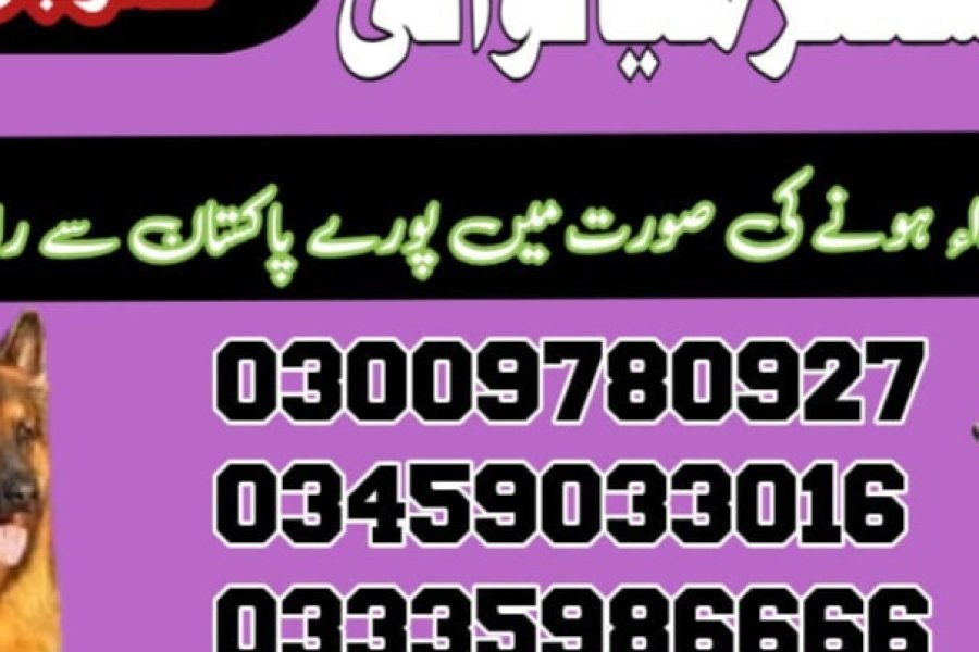 Army dog center mianwali 03009195279,khoji dog center mianwali