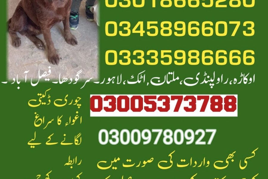 آرمی ڈاگ سنٹر واہ کینٹ 03009195279 کھوجی ڈاگ سنٹر واہ کینٹ