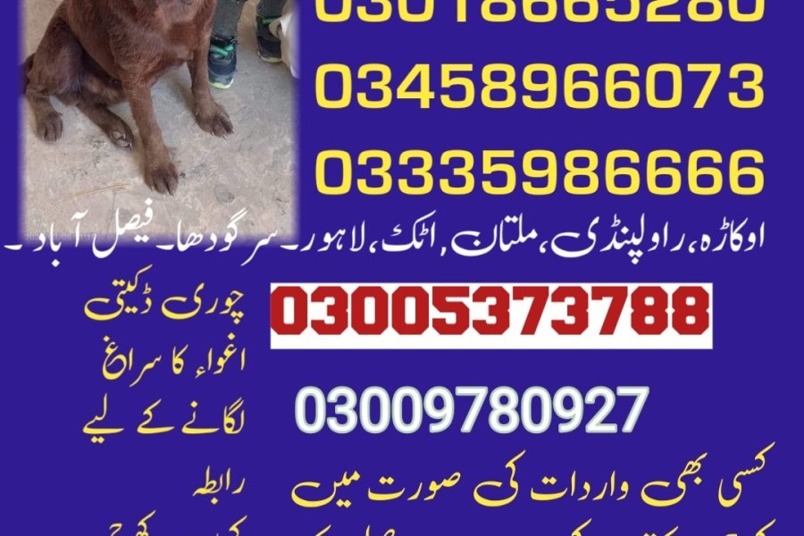 Army Dog Center sukkur 03335986666(khoji dog center sukkur)