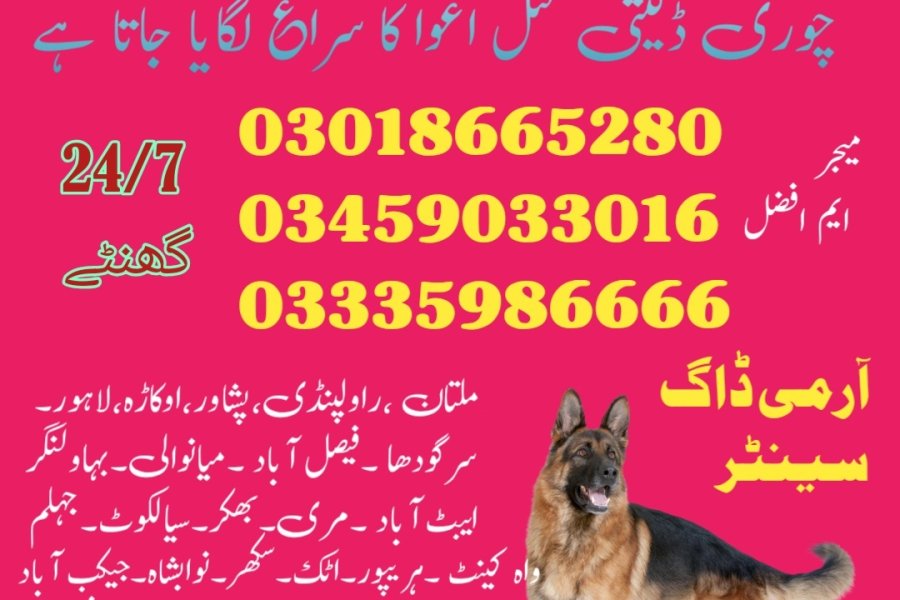 Army dog center Mansehra 03458966073 (khoji dogs in Mansehra)