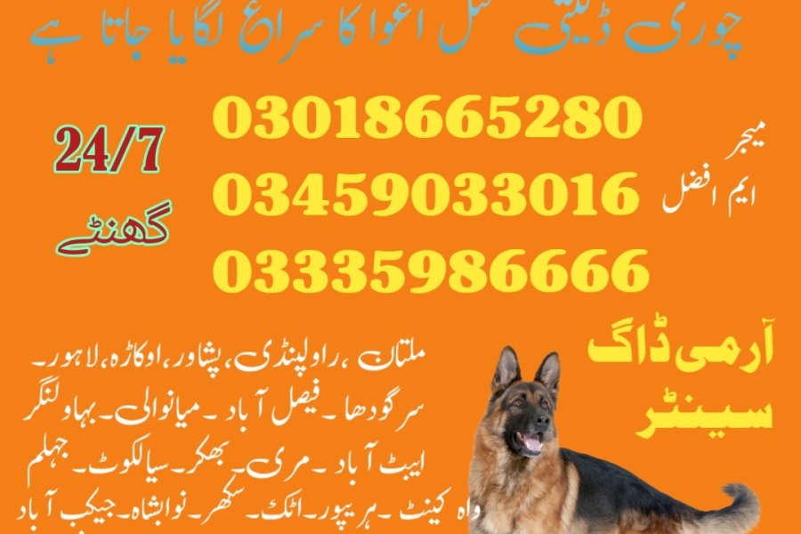 Army Dog Center Abbottabad 03018665280 (khoji dogs in Abbottabad)