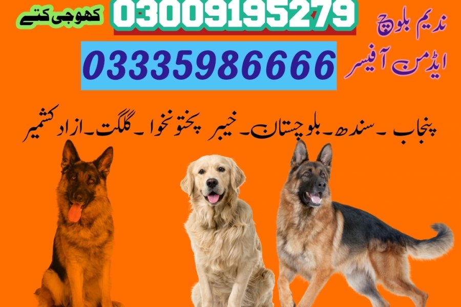 آرمی ڈاگ سنٹر مری 03458966073 (کھوجی ڈاگ سنٹر مری)