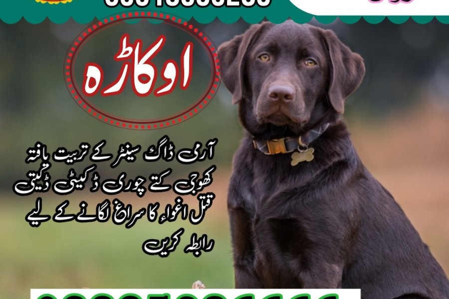 Army Dog Center Sheikhupura 03018665280 (khoji dog in Sheikhupura)