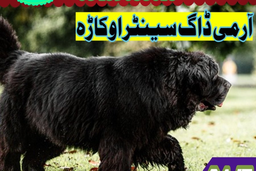 آرمی ڈاگ سنٹر سیالکوٹ 03458966073 (کھوجی ڈاگ سنٹر سیالکوٹ)