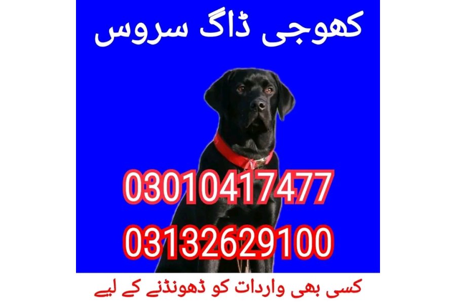 آرمی ڈاگ سنٹر کھاریاں 03010417477