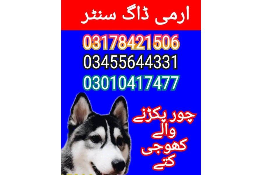 آرمی ڈاگ سنٹر تربت 03010417477