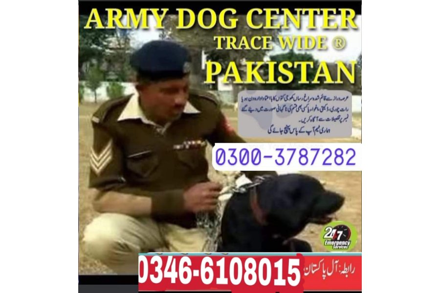 Army dog center  sargodha cantt 03003787282