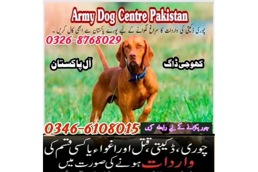 آرمی ڈاگ سینٹر میر پور خاص سندھ 0346-6108015