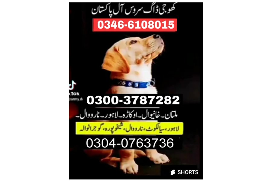 Army dog center pind dadan Khan 03404081110