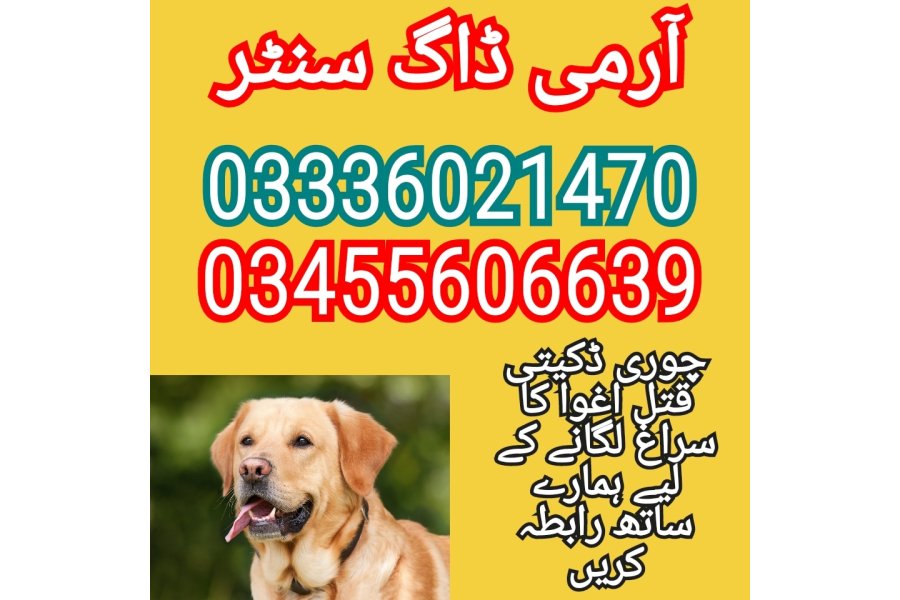 آرمی ڈاگ سینٹر سندھ 03008751871