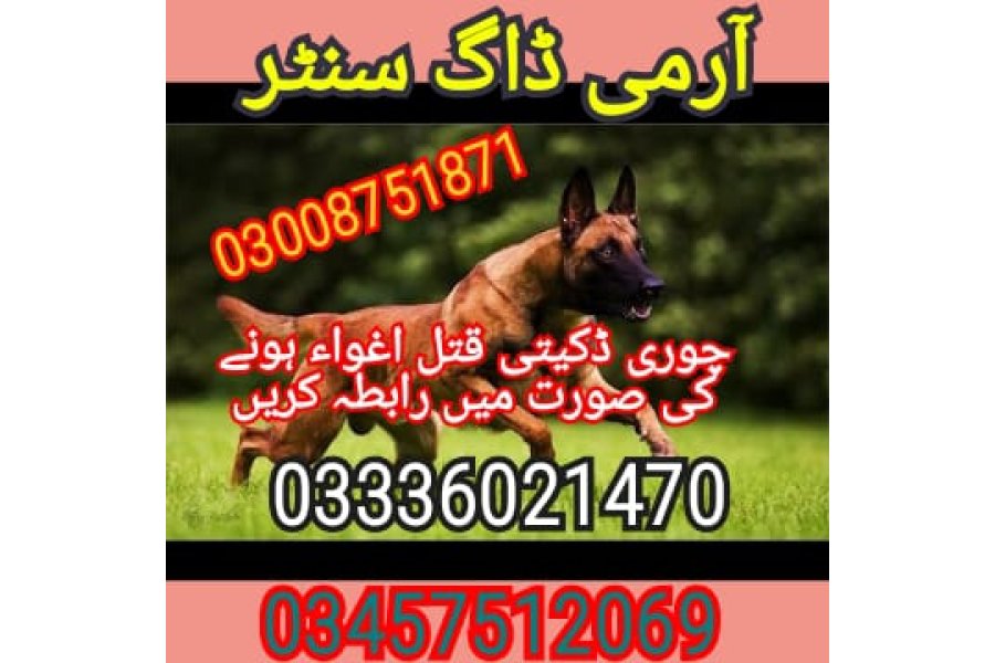 Army dog center kpk 03336021470
