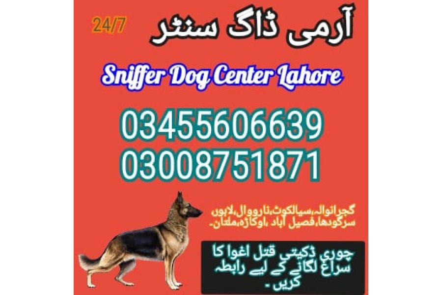 آرمی ڈاگ سنٹر پنجاب 03008751871