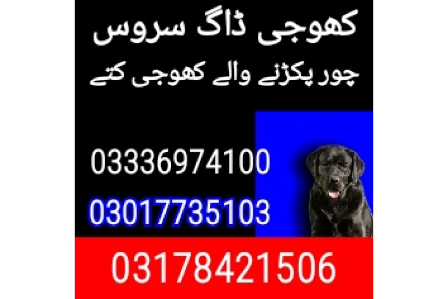 Army dog center 03178421506 چور پکڑنے والے کھوجی کتے