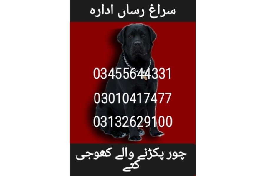 Army dog center 03010417477 (کھوجی کتے)