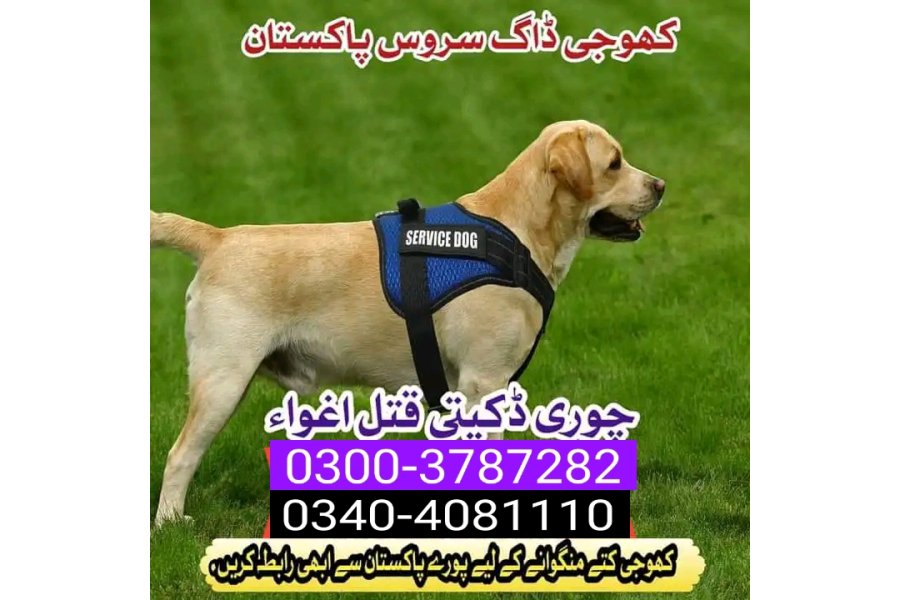 Army Dog Center talagang 0304-0763736