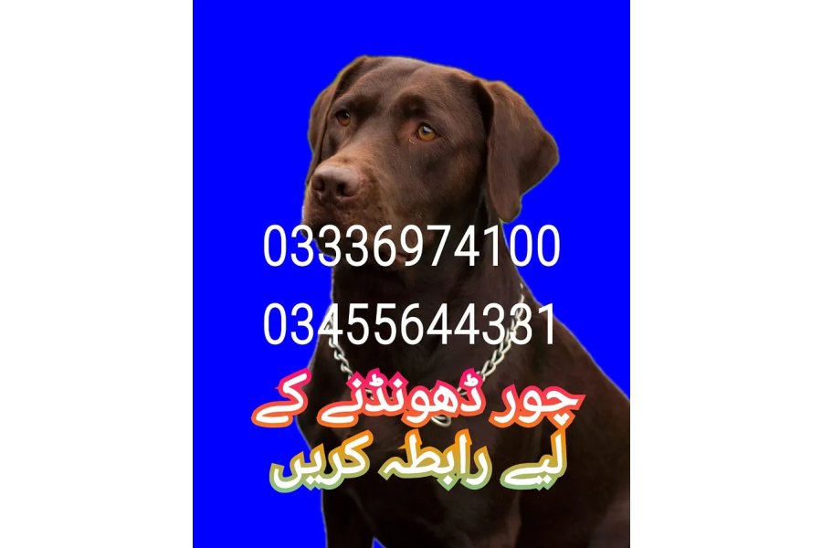 Army dog center blochistan 03336974100