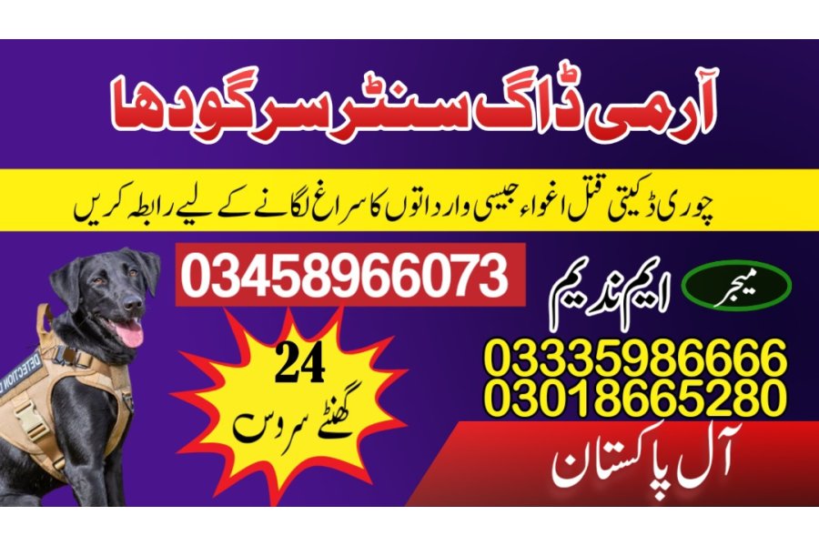 Army dog center Sargodha 03005373788 (sniffing dogs)