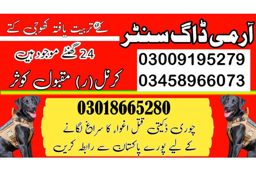 Army dog center Gujrat 03005373788 (khoji dogs in Gujrat)