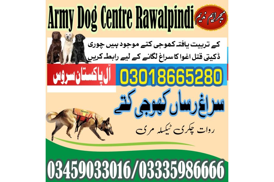 Army Dog Center Kharian 03005373788 (sniffing dogs in Kharian)