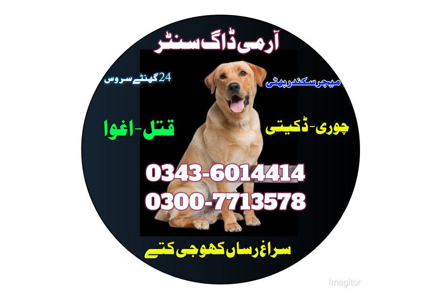Khoji dog in Muzaffarabad | khoji dog contact number 0343-6014414