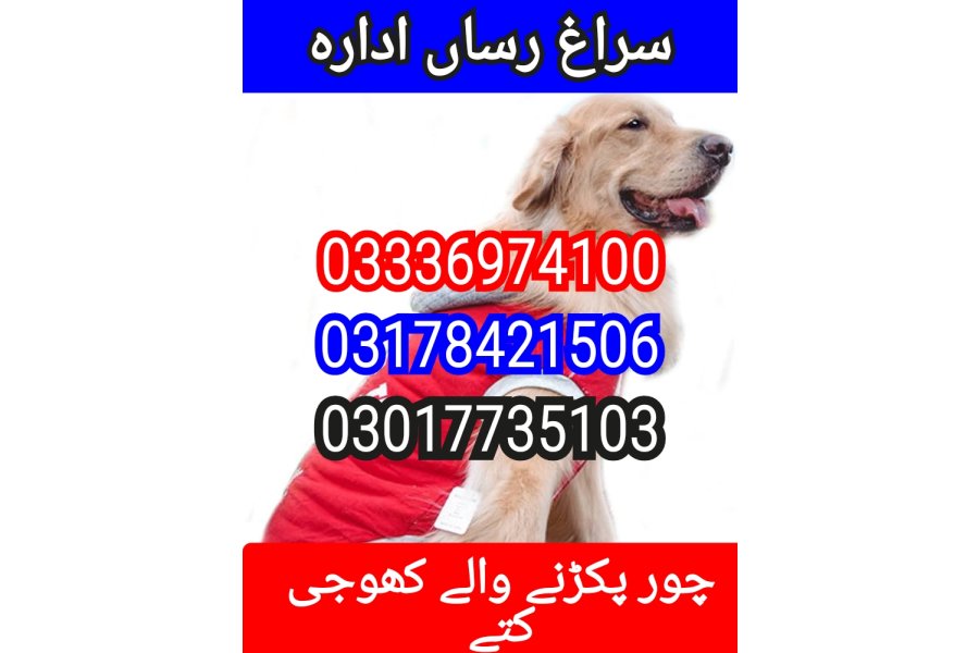 آرمی ڈاگ سنٹر پنجاب 03017735103