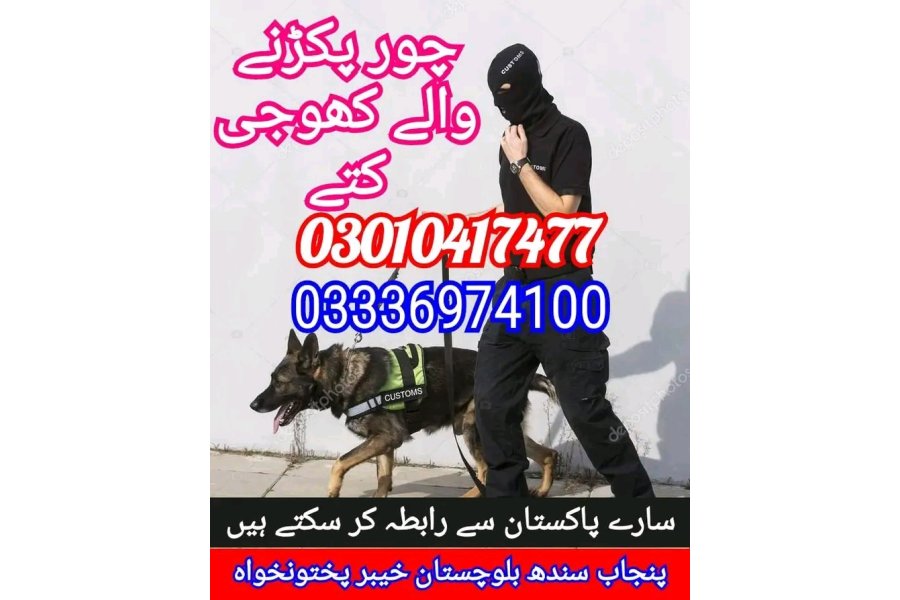 Army dog center taxila 03010417477