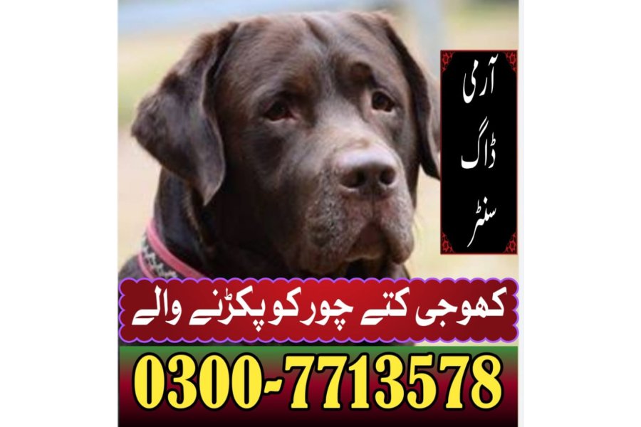 ایبٹ آباد میں کھوجی کتا | کھوجی کتا رابطہ نمبر 0343-6014414